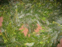 0009-20150520-hochzeit-vorbereitungen-6651-