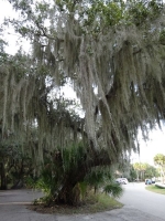 0120-20151215-honeymoon-00729