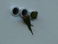 0176-20151217-honeymoon-00839